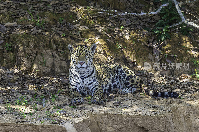 美洲虎(Panthera onca)是一种大型猫科动物，是美洲虎属猫科动物，是美洲唯一现存的美洲虎物种，在巴西潘塔纳尔发现。睡觉或休息。